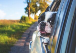 Dangers of Driving with Unrestrained Pets